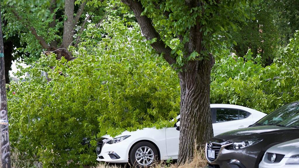 A parked car is crushed by a fallen tree in Lyons Street South. Picture: Randal Smith