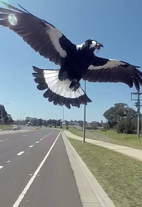 AGGRESSIVE MAGPIE: A Ballarat cyclist has warned Ballarat locals that magpies are out and aggressive this season. 
