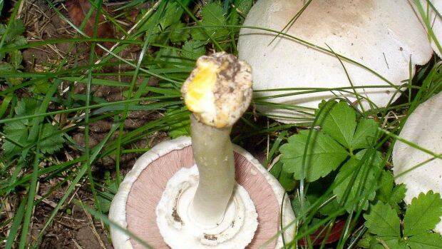 Yellow-staining mushroom