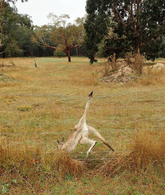 UNKNOWN END: This kangaroo was released from a fence near Glenlyon but a wildlife carer says it may not fully recover as the animals can suffer for weeks before dying.
