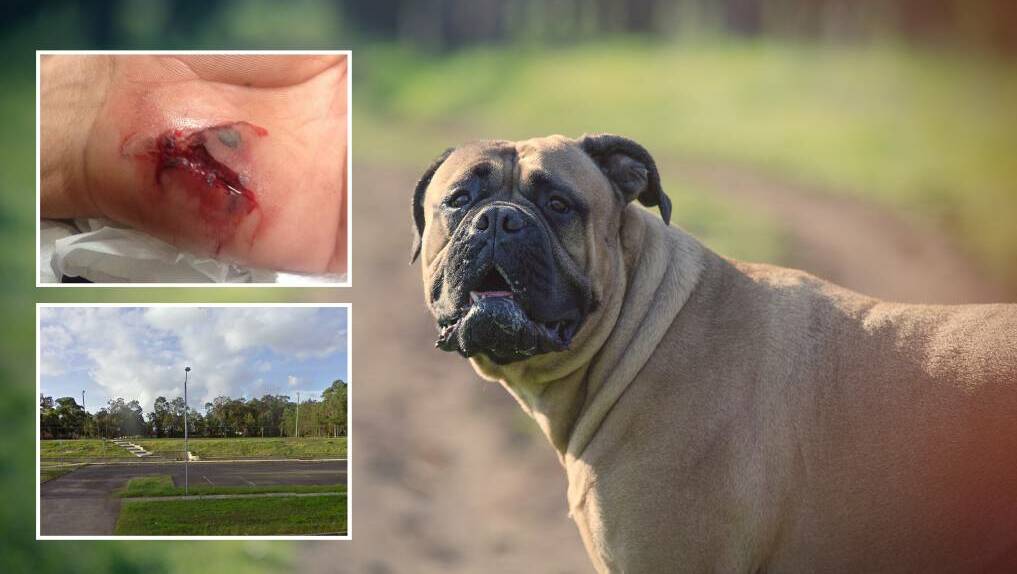 Two bull mastiffs, such as the one pictured, injured five people at a Metford park. Local father, Donald McInnes, required surgery on his hand after trying to stop the attack.