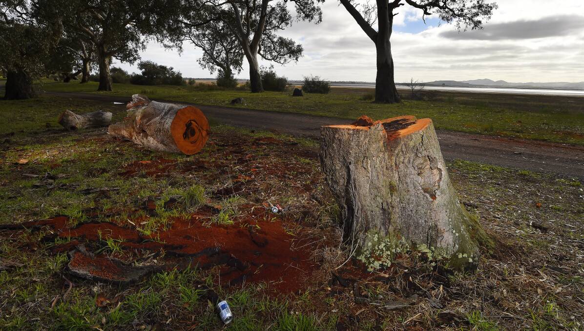 SCENE: Stranded remnants of a historic red gum by Lake Burrumbeet. An investigation has begun into illegal tree felling. Picture: Luka Kauzlaric
