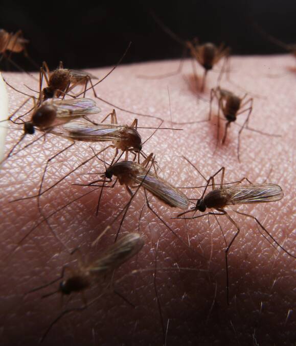 OUT FOR BLOOD: Heavy rainfall across the region, teamed with bursts of warm days, has fostered an increased mosquito presence and bites across Ballarat this month in line with the rest of the state.