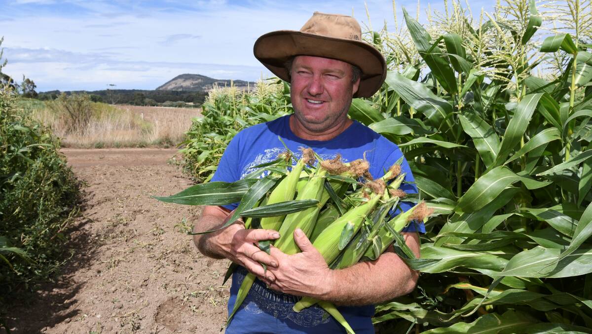 FRESH: Spring Creek Organics' David Chapman encourages everyone to come and pick their own corn this Sunday for a fun paddock-to-plate experience. Picture: Lachlan Bence