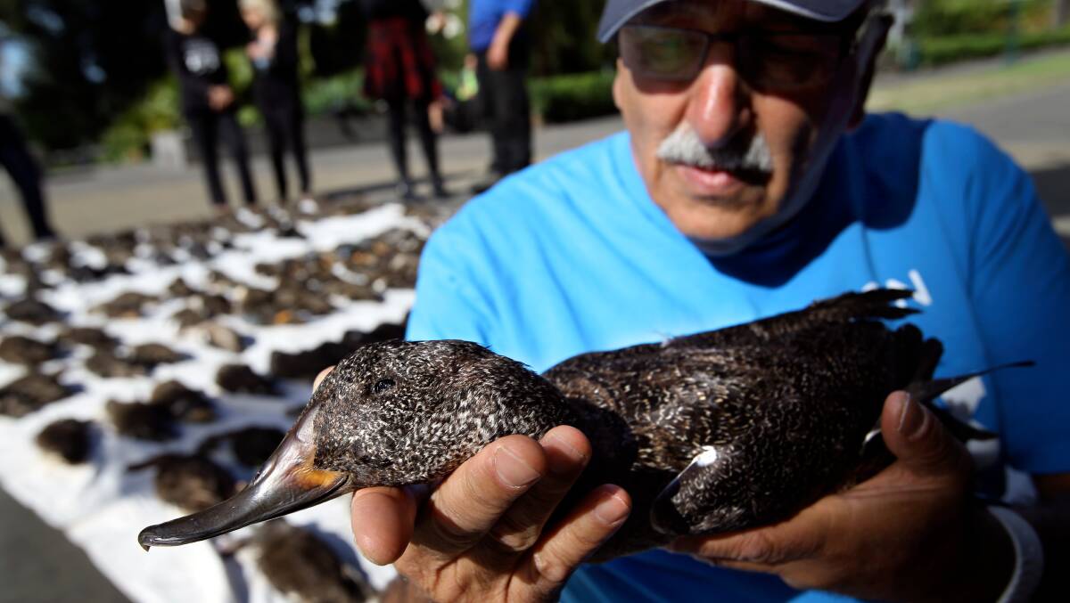 Laurie Levy with shot freckled ducks at Treasury Place to protest against illegal shooting of these ducks in 2014. Picture: The Age