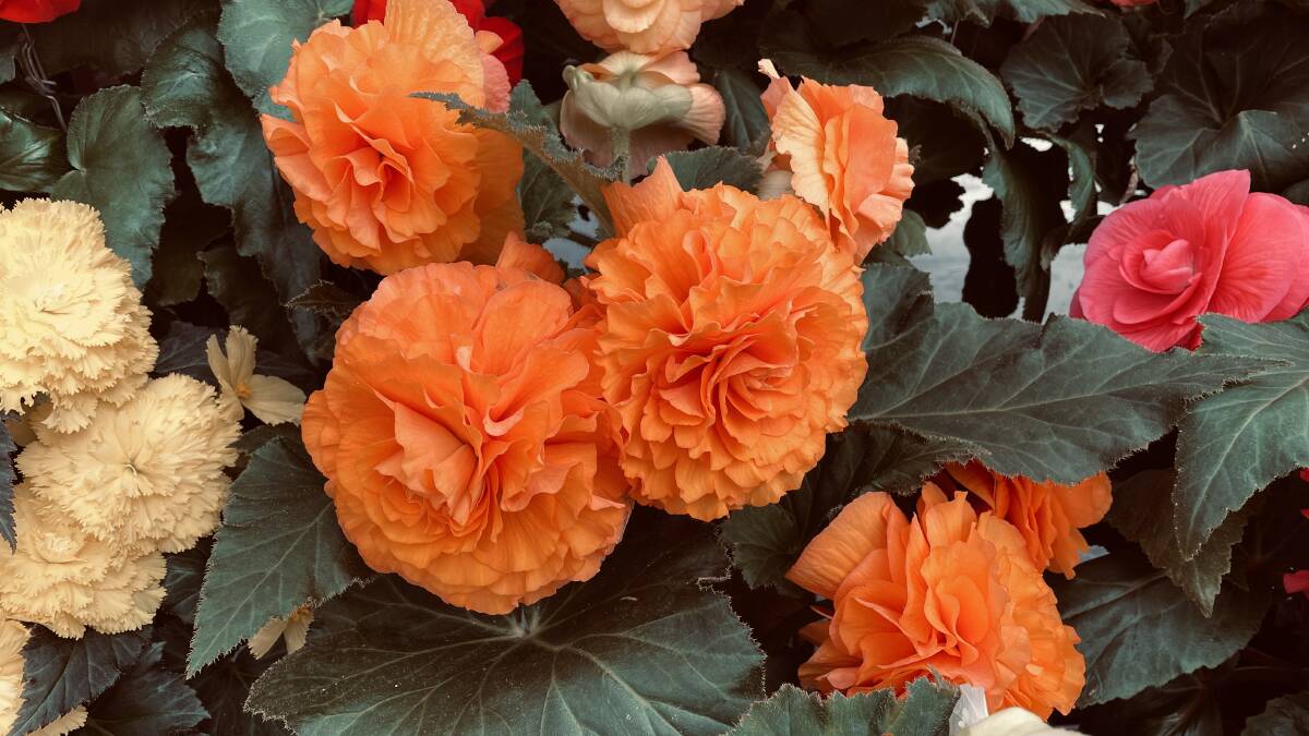 Now showing is the Peter Marquand begonia, a parting gift from City of Ballarat to its long-serving gardener on his retirement in October - too early to see his flowers.