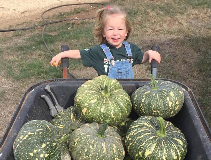 GREENIE: Two-year-old Evie loving watered 50 pumpkins last summer for her family. Her mum Margaret Phelps said Evie is learning great appreciation for her food - where it comes from and what it can make.