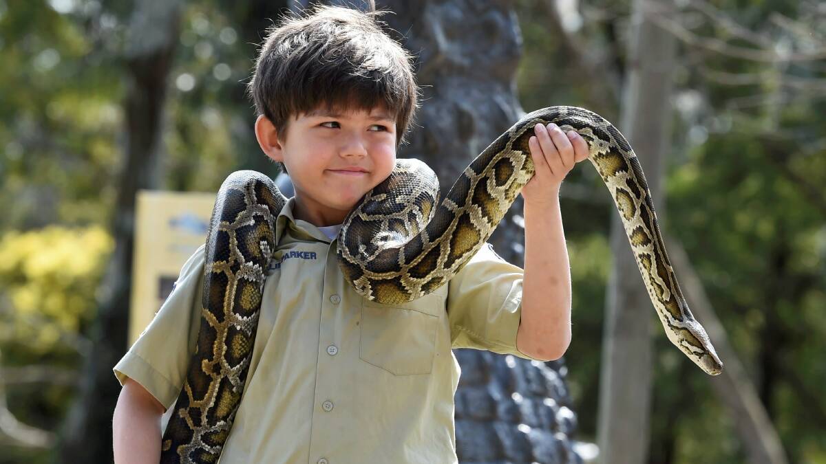 Many talents: Charlie Parker, soon to make an appearance on the entertainment show Little Big Shots, puts his animal handling skills on show at the Ballarat Wildlife Park. Picture: Lachlan Bence