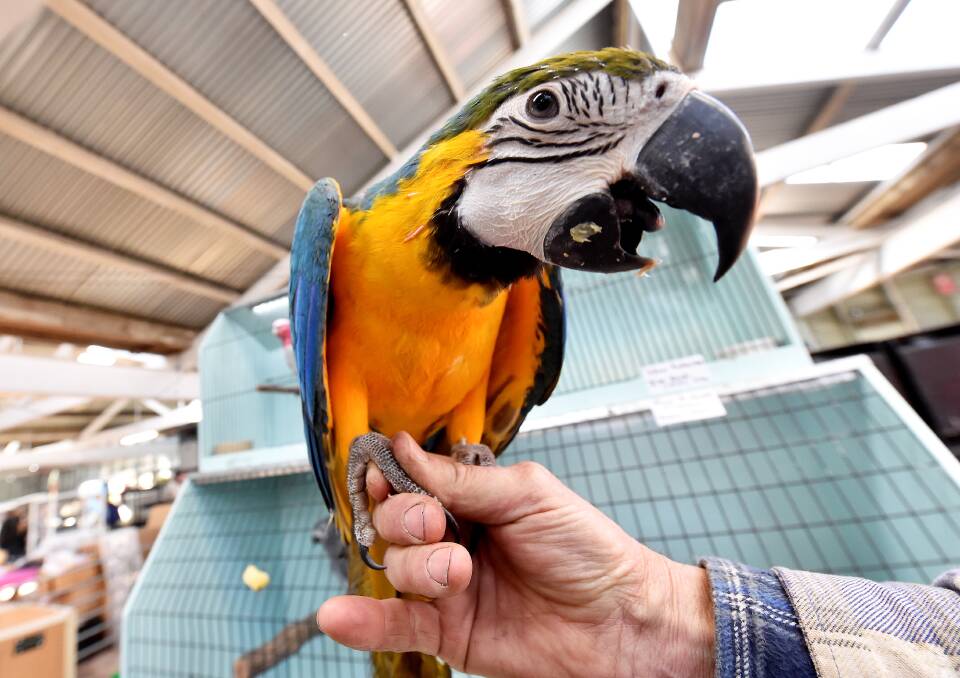 Feathery friends: Native and exotic birds were on show at this year's Bird expo, put on by the Ballarat branch of the Avicultural Society of Australia. Picture: Jeremy Bannister. 