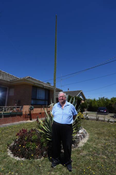 Sky high: Wendouree member of the Ballarat Cactus and Succulent Society Bob Thompson agave americana plant, which is now 20 feet tall and taking pride of place in his front yard. Picture: Jeremy Bannister