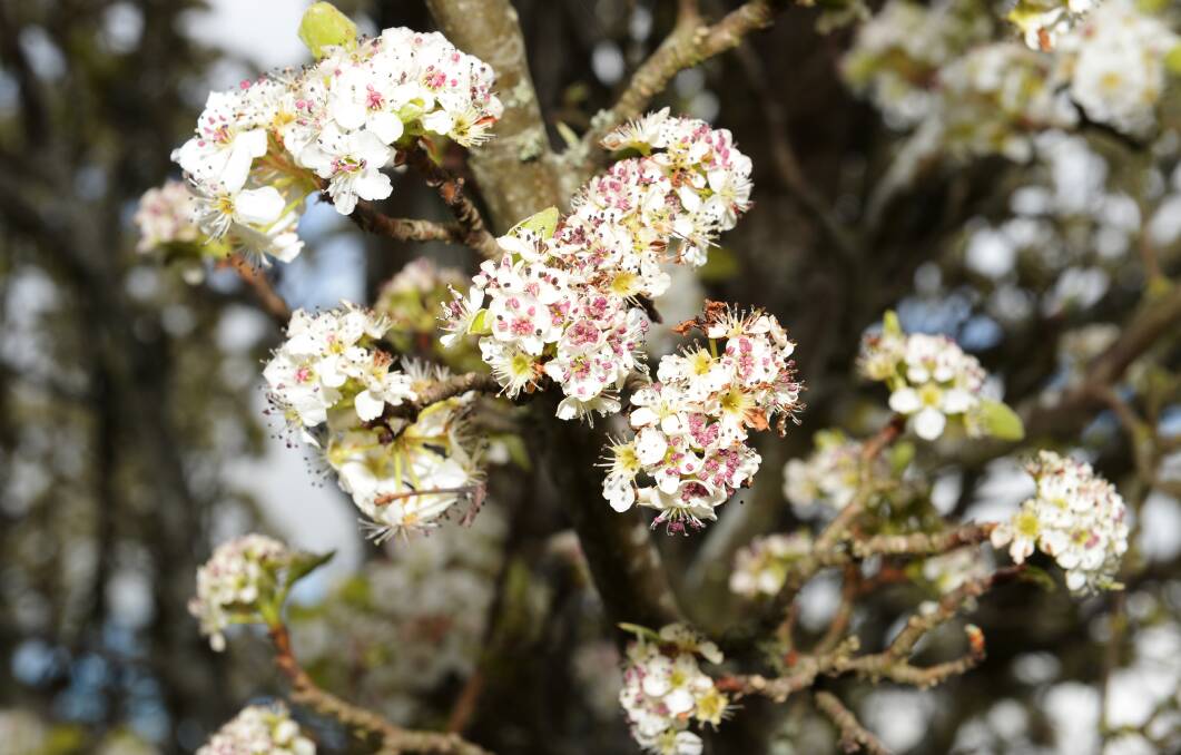 Blossom: The Victoria in Bloom competition is calling for green thumbs to nominate their gardens. Picture: Kate Healy