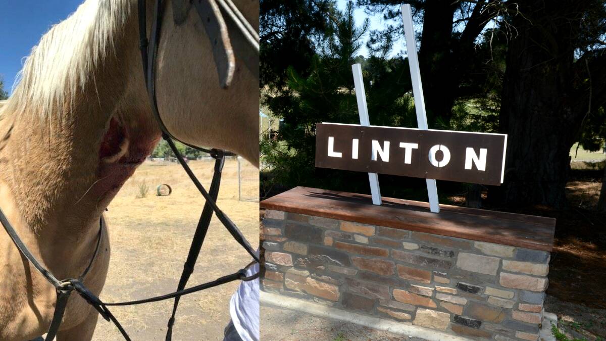 Lovers Lane fracas: A large gash on the neck of a palomino horse which was attacked by a dog in Linton, following the dog attacking a horse rider in her 50s. Picture: Linton Police