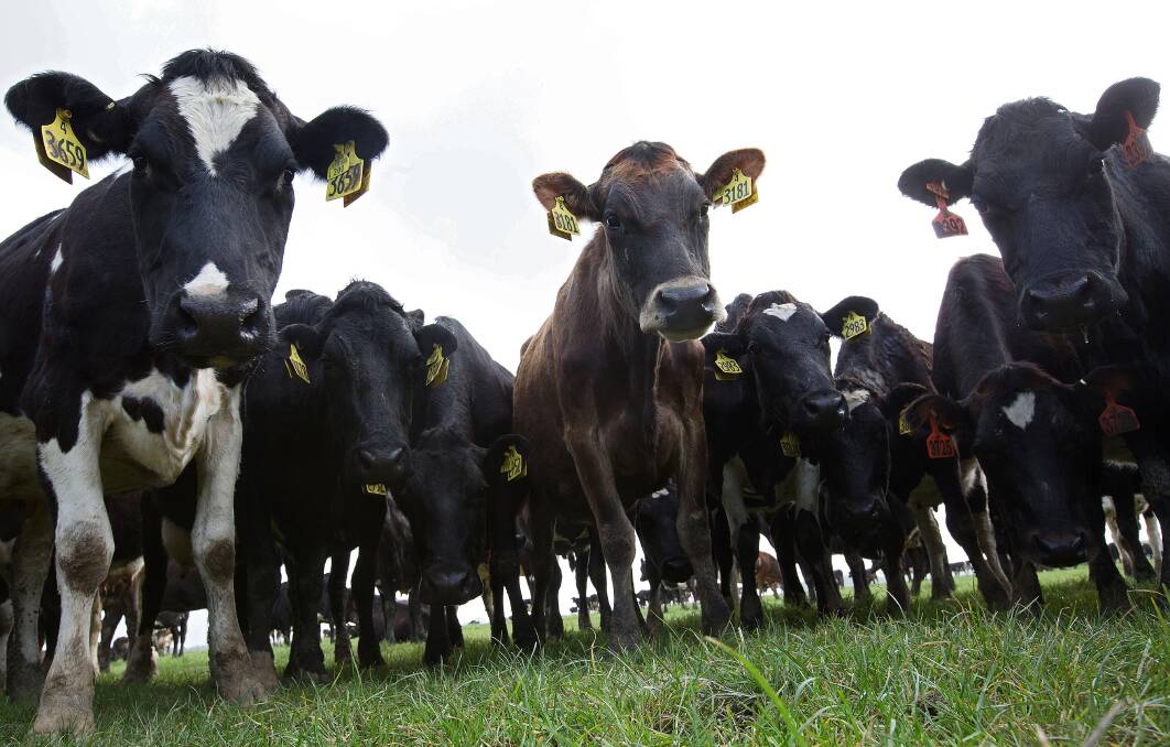 HEADS-UP: Dairy farmers are appealing to major processors to give an immediate indication of next season’s expected opening milk price.