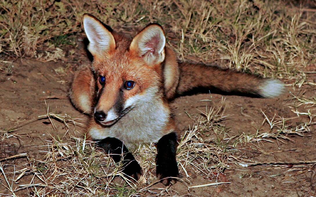 FERAL: An extension of the $10 fox bounty and funding for twice yearly aerial baiting of wild dogs has won the support of the state government.
