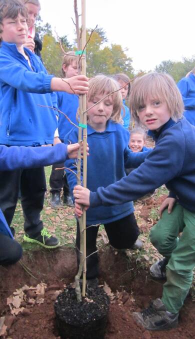 GOING GREEN: Archie Sullivan, Riley Mullet and Milo Waterhouse plant a tree at Drummond Primary School for National Tree Day.