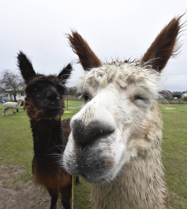 Star attractions: The alpacas are bound to be a hit at the Creswick Woollen Mills' 70th birthday celebrations, which kick off on Thursday.  Picture: Jeremy Bannister. 