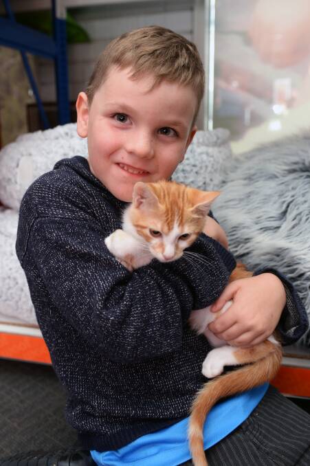 New mates: Six-year-old Kallen Bence has a cuddle with the new family pet Justin, who was adopted from the PETstock kitty play centre which works with Chez Guy Animal Rescue. Picture: Kate Healy 