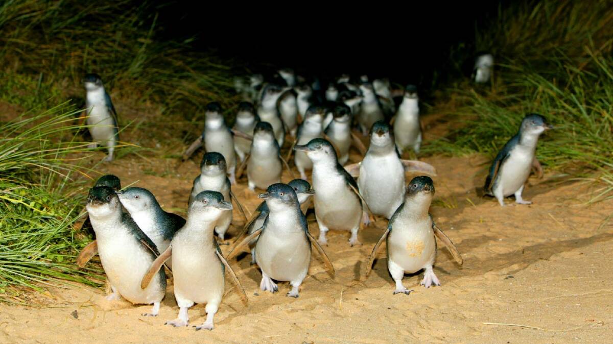 Little penguins similar to those coming to the Ballarat Wildlife Park. 