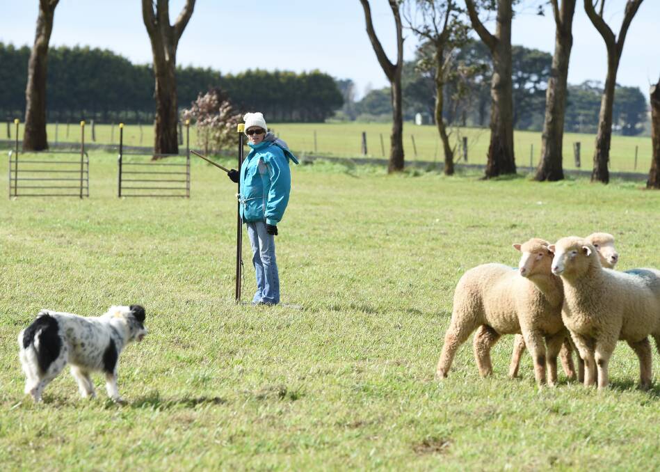 Subtlety and stealth: Kelly Hodgson and 'Ink' from Bannockburn in Victoria's south take on the sheep at the Dean Trials. Picture: Kate Healy.