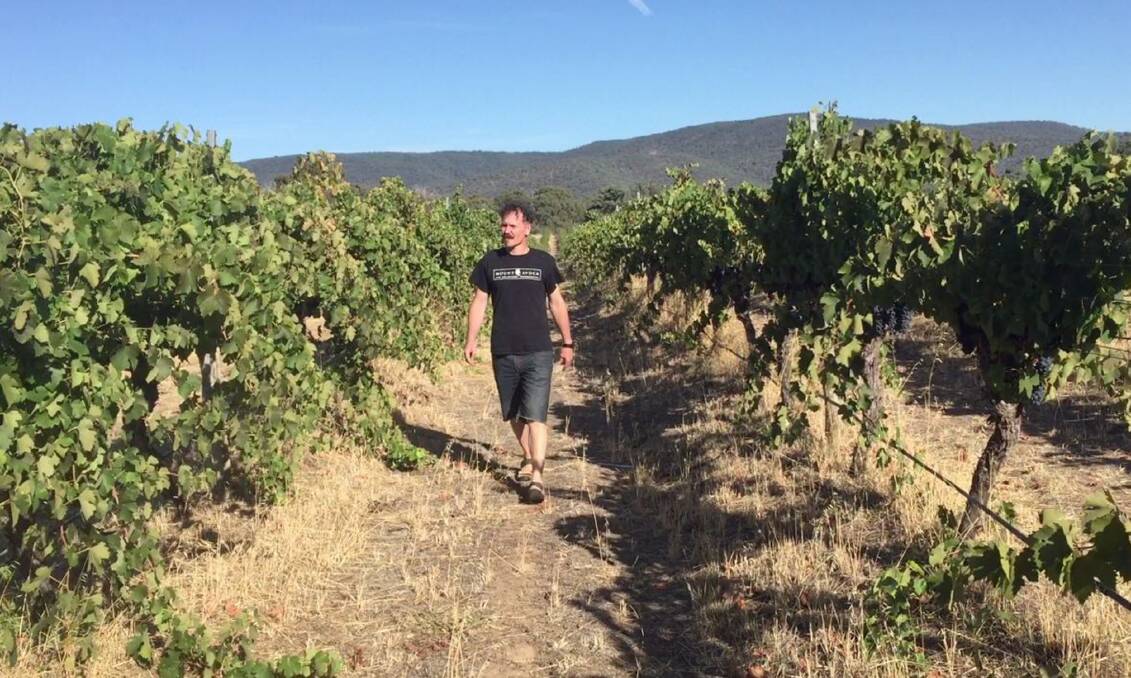 A potentially great vintage: Matthew Barry walks between the rows of his vines at Mt Avoca Winery in the Pyrenees. Picture: Caleb Cluff.
