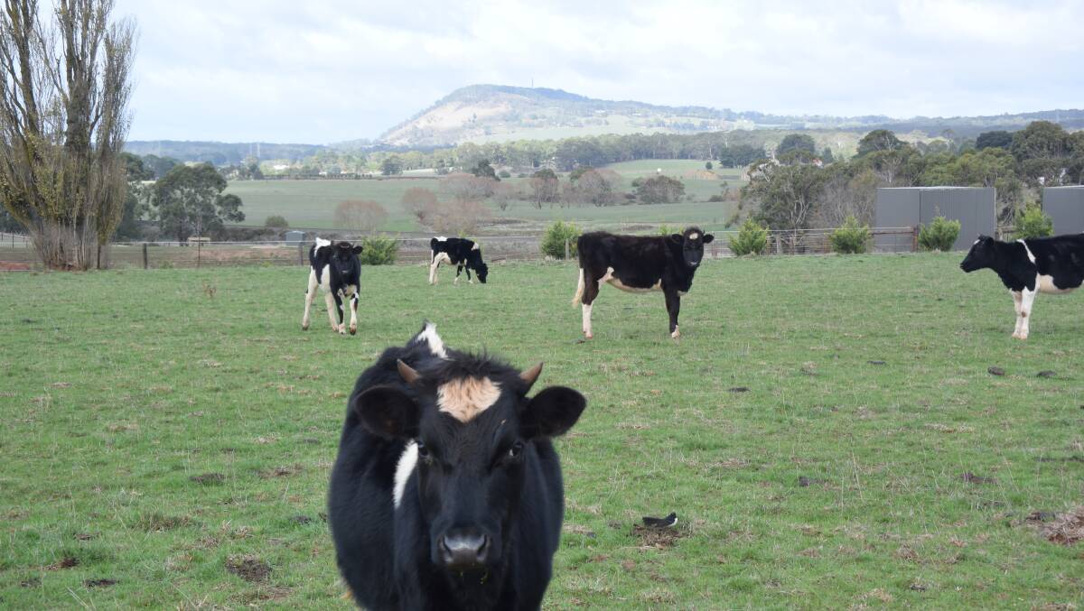 Hard times: dairy cattle on a farm outside of Ballarat. Photo: Caleb Cluff.