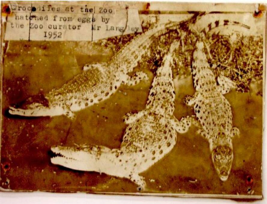 Snappy: George Langley's hand-reared crocodiles in 1952.