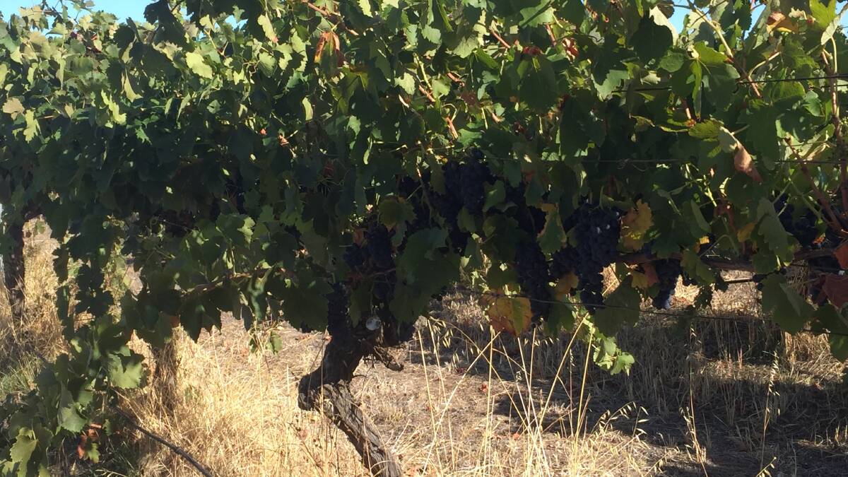 Organics, the future of wine, and why vintage 2017 is looking so good.