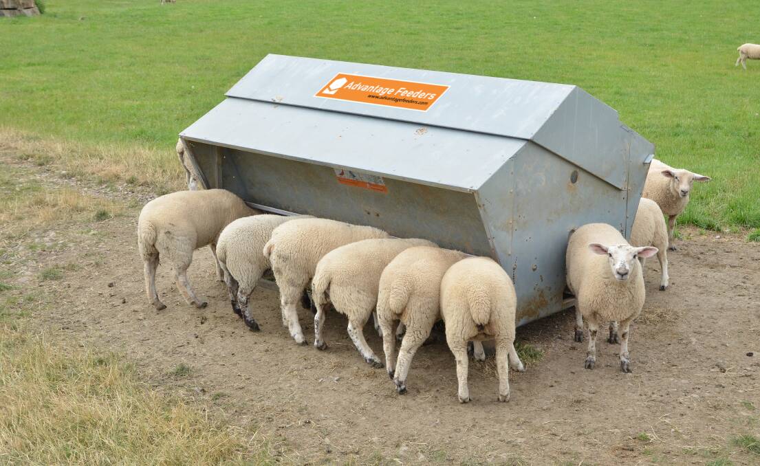 Restricts overeating: sheep at an Advantage Feeder. Photo: supplied.
