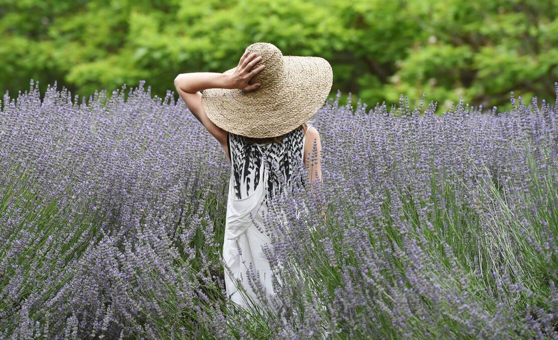 Sweeping beauty: The heat did not stop crowds from flocking to the annual Lavandula event. Good rain meant bumper crops of lavender. Picture: Kate Healy