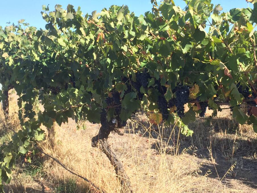 An excellent year: these shiraz grapes on the vine at Mt Avoca are looking healthy. Picking and vintage will commence soon. Picture: Caleb Cluff.