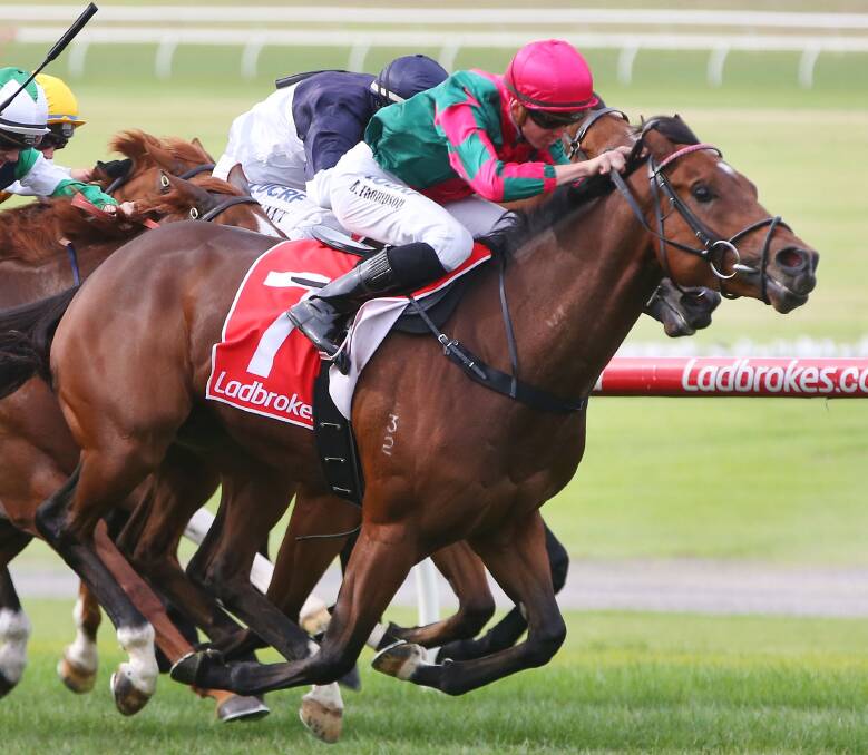 COMING UP TRUMPS: Ben Thompson drives four-year-old galloper The Card Players to victory at Sandown on Monday for Ballarat trainer Mark Lewis. Picture: Getty Images.