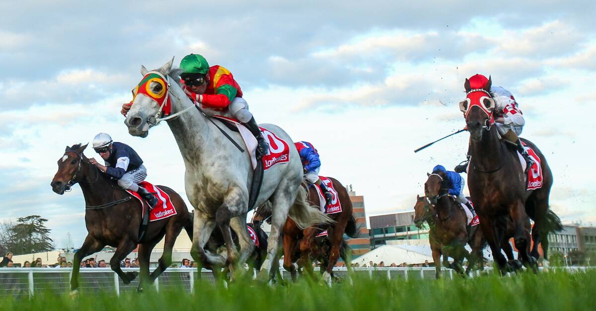 GREY FLASH: Freshwater Storm charges home to win the Gold Nugget at Caulfield on Saturday afternoon. Picture: Getty Images.