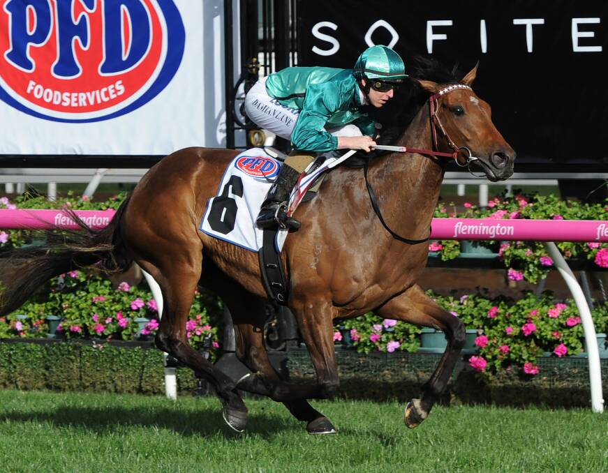 BIG WIN: Humidor charges to victory at Flemington last month.