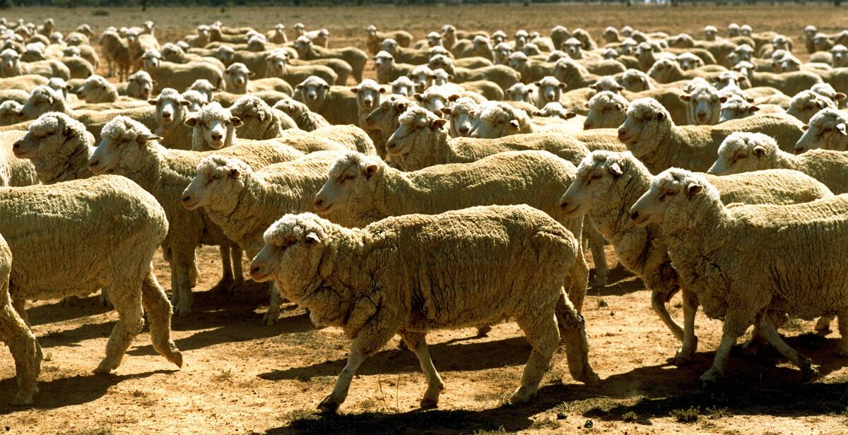 A file photo of Merino sheep. Picture:Tamara Voninski
