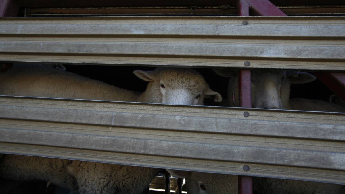 Truck carrying sheep rolls over