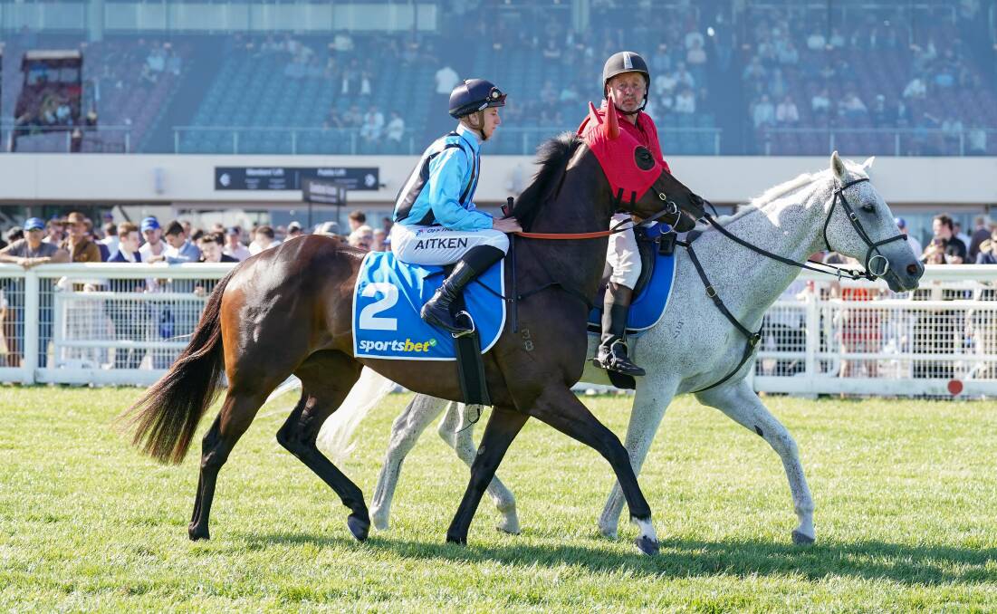 Asfoora on the way to the barriers before the Oakleigh Plate. Picture by Scott Barbour/Racing Photos