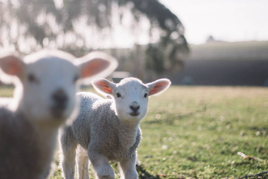 These lambs are the newest addition at Creswick Woollen Mills. Everyone is invited to a free family fun day at the Mill on October 7 and 8. 