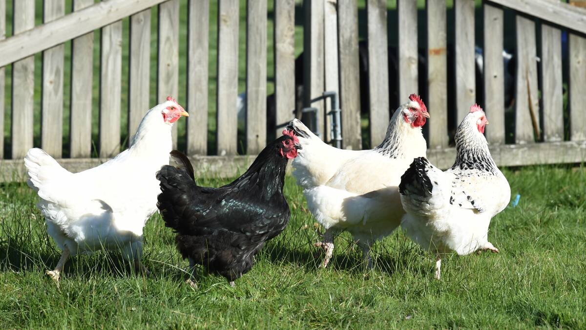 Keep your pet chickens enclosed to protect from bird flu
