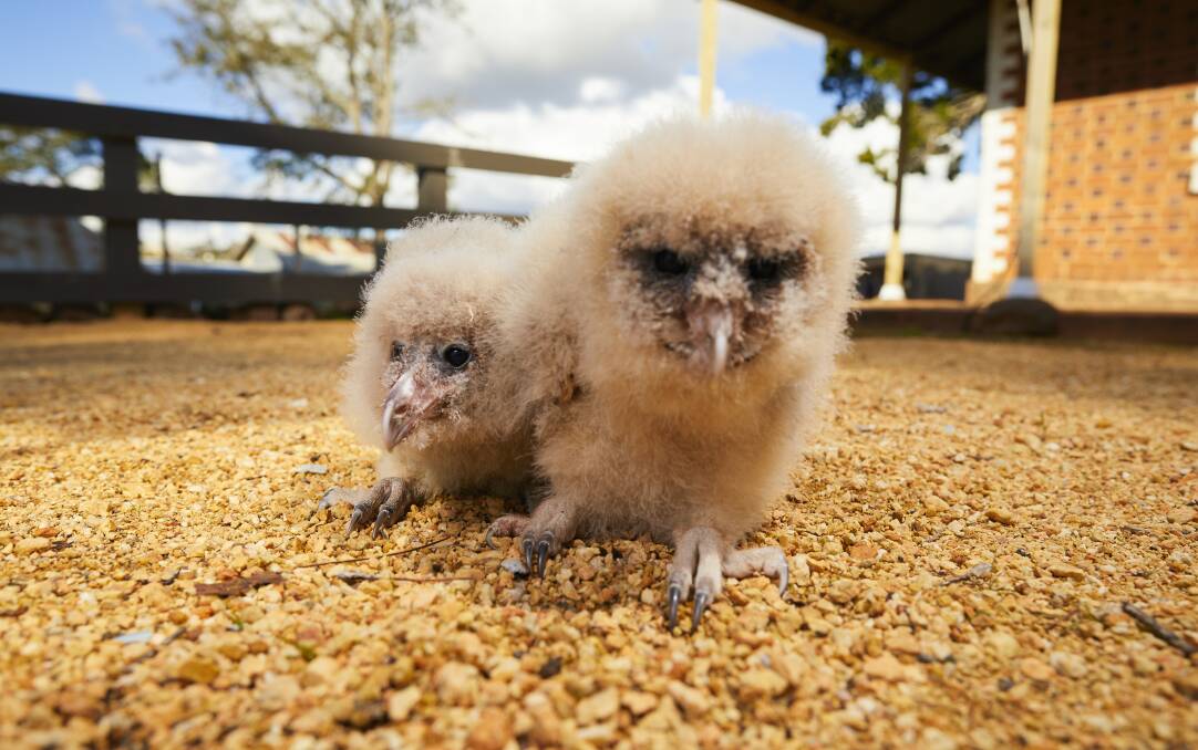 Conservation: Masked owl babies Charlie and Lola feeling their way at Miners Rest's Full Flight Birds of Prey Conservation Centre. Picture: Luka Kauzlaric. 