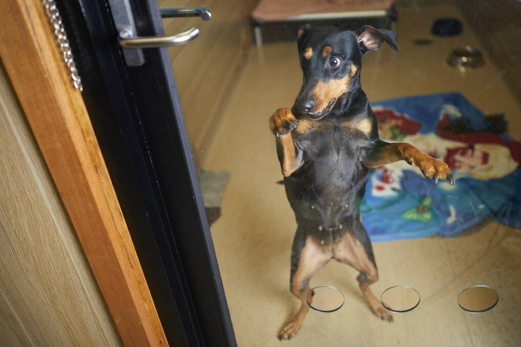 Bliss is a minitaure pinscher looking for a new home. She is one of just three animals needing adoption after  an adoption drive over the weekend. Pictures: Luka Kauzlaric. 