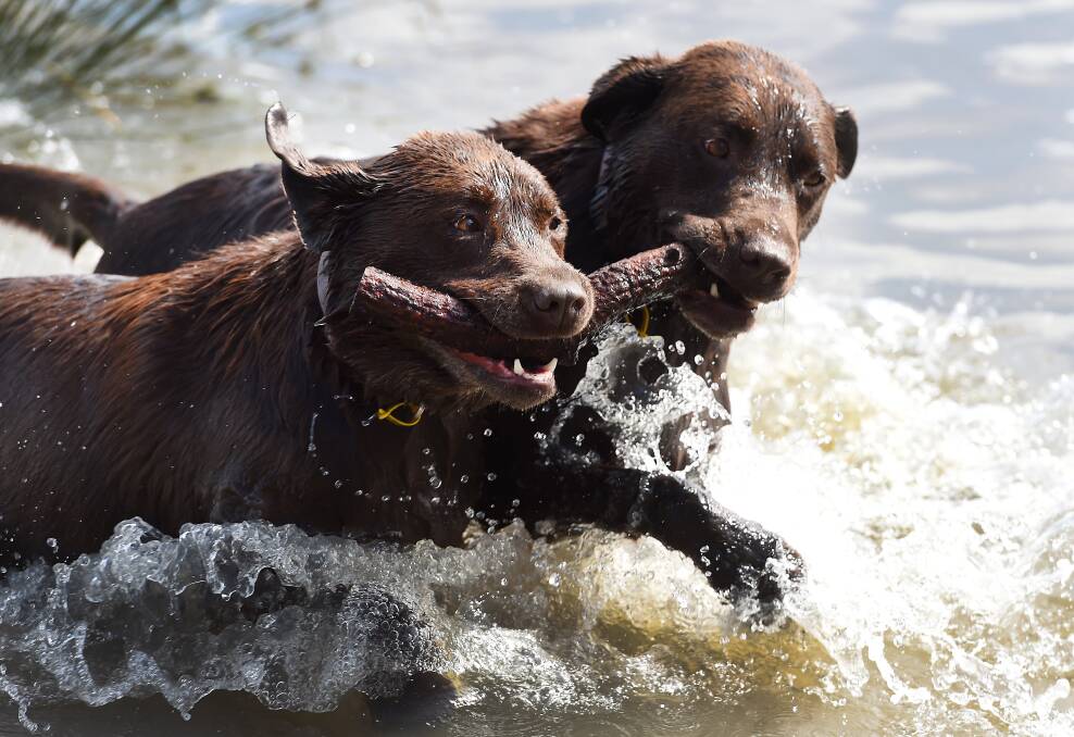 Puppy love: Chocolate Labradors Horton and Libby fight over sticks in the waters of Lake Burrumbeet. Picture Lachlan Bence.