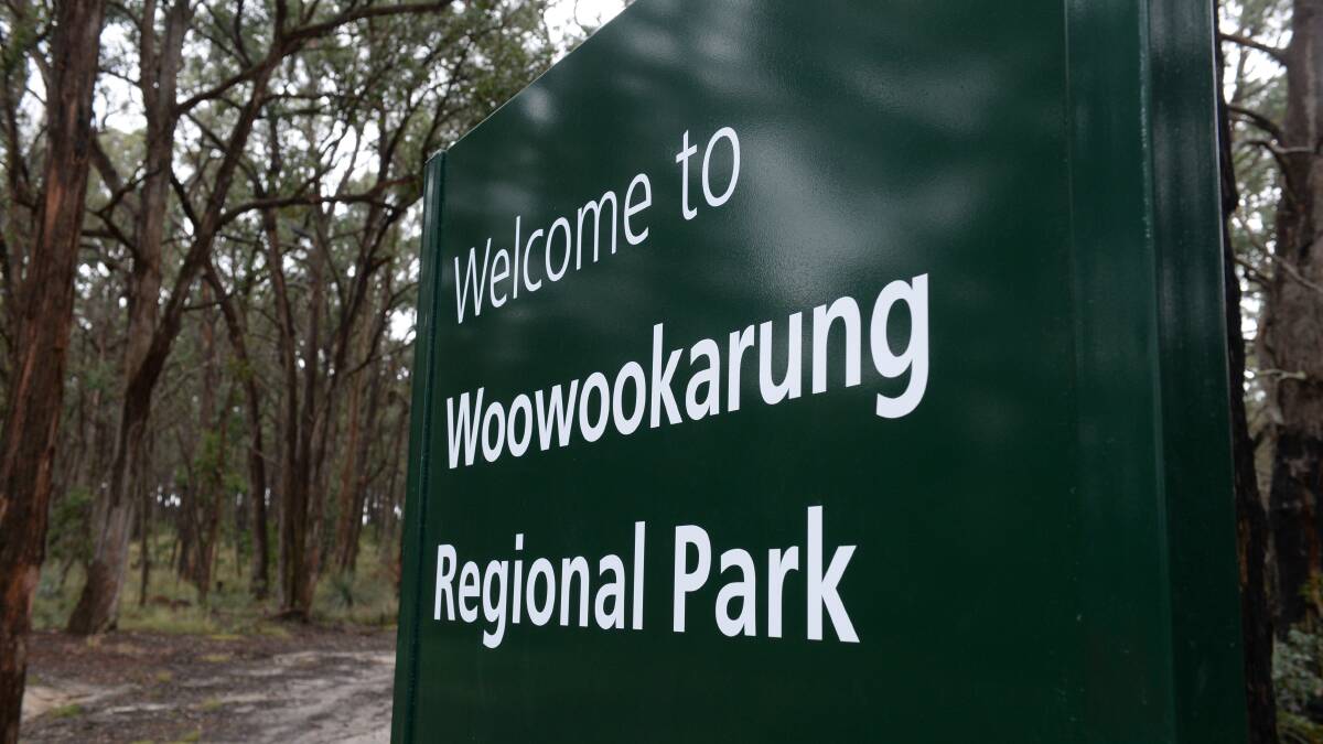 The koala population in Woowookarung Regional Park may be as low as eight.