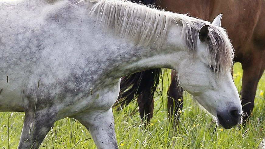 EQUINE RISK: A Hendra virus case in the Gold Coast hinterland has renewed calls for vaccination. Photo: Michael Probst