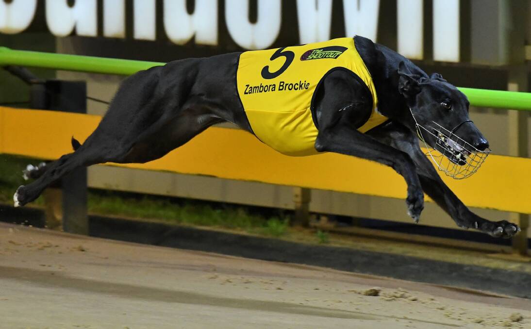 CUP HEAT: Zambora Brockie is chasing a hometown win for Myrniong trainer Anthony Azzopardi in the Ballarat Cup. Picture: Greyhound Racing Victoria 
