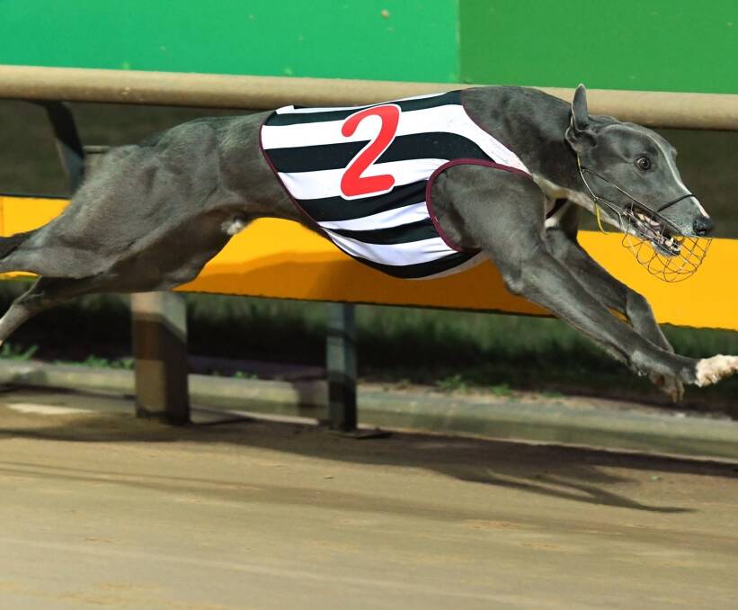 FLYING: American Monster in full flight in his Ballarat Cup heat. Pictures: GRV