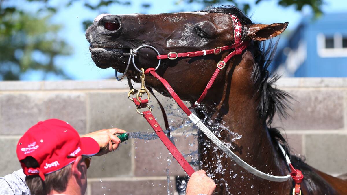 COOLING OFF: Speedeor gets a well deserved hose after taking out the Magic Millions 3yo/4yo Classic. Picture: Getty Images