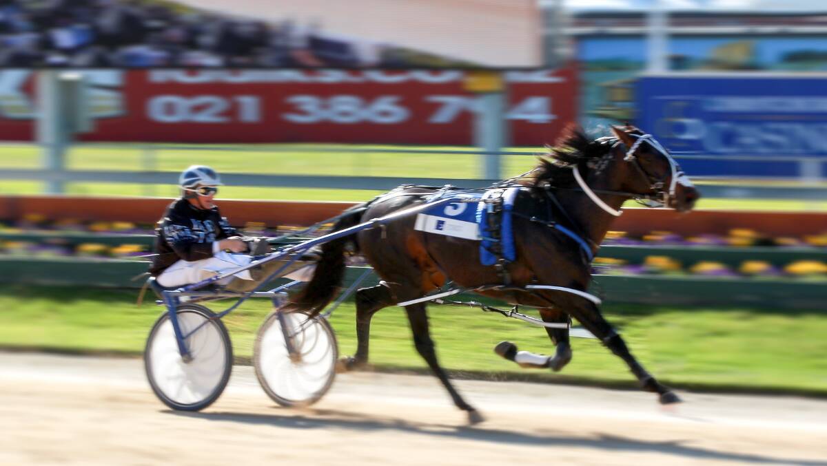 New Zealand champion :Lazarus set to contest Saturday night's Ballarat Pacing Cup. Picture: Getty Images