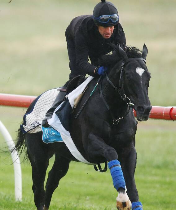 NEWCOMER: Imported stayer Dandino is a big addition to the Darren Weir stable heading toward the spring. He is returning after suffering an injury setback in the lead up to last spring. Picture: Getty Images