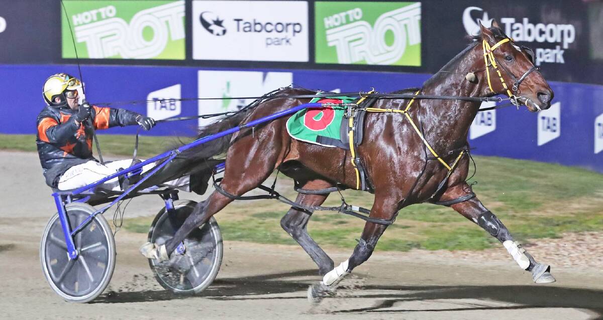 BIG TIME: Soho Tribeca is full fight in taking out the Vicbred Super Series final for four-year-olds at Melton last season. Picture: Harness Racing Victoria