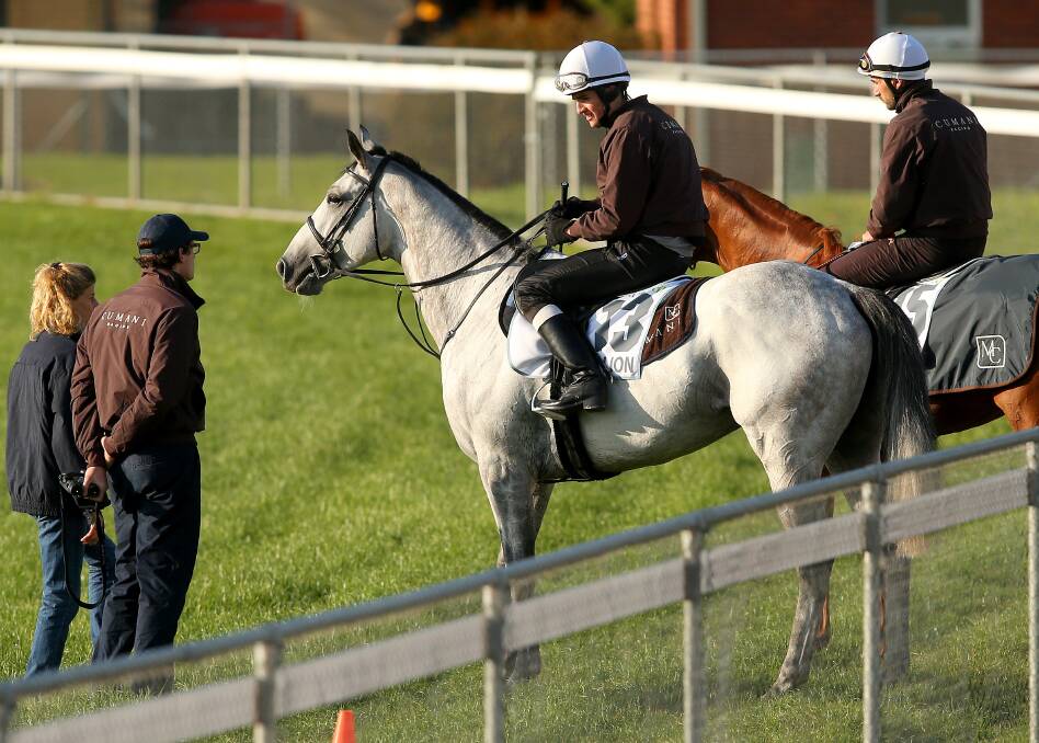 NEW HOME: Ballarat trainer Cumani inspects English stayer Grey Lion at the Werribee quarantine centre. Picture: Getty Images